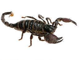 emperor scorpions